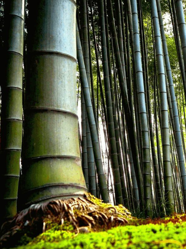 Het wonder van de Chinese Bamboe Bewust vaderschap